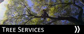 Tree Services